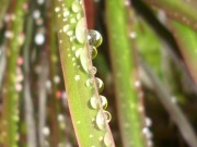 Water Droplets on Reed